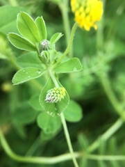 Medicago lupulina