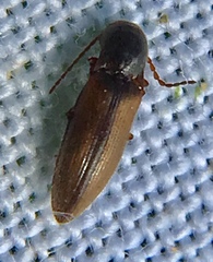 Agriotes pallidulus