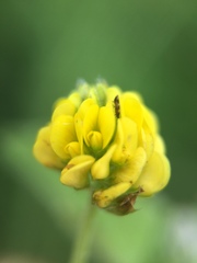 Medicago lupulina