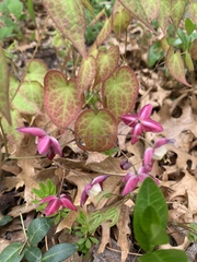 Epimedium