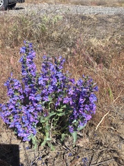 Penstemon acuminatus