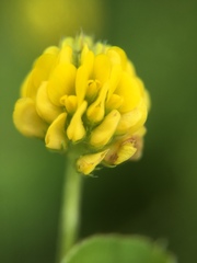 Medicago lupulina