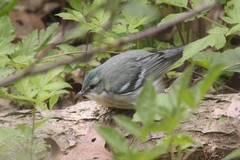 Cerulean Warbler photo 6