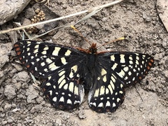 Euphydryas chalcedona chalcedona