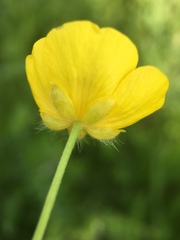 Ranunculus