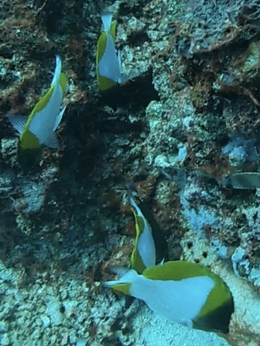 Pyramid Butterflyfish (Hemitaurichthys polylepis)