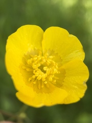 Ranunculus