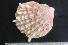 Spondylus limbatus