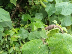 Trioceros fuelleborni