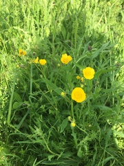 Ranunculus