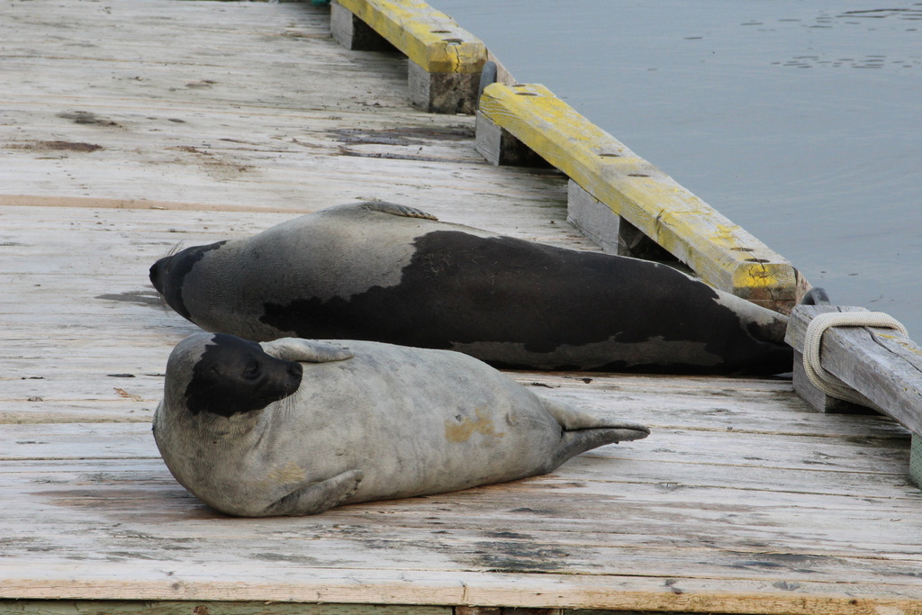 Harp Seal