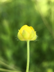 Ranunculus
