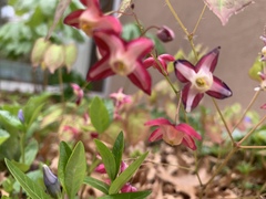 Epimedium