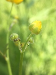 Ranunculus
