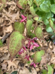 Epimedium
