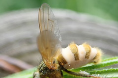 Entomophthora muscae