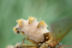 Entomophthora muscae