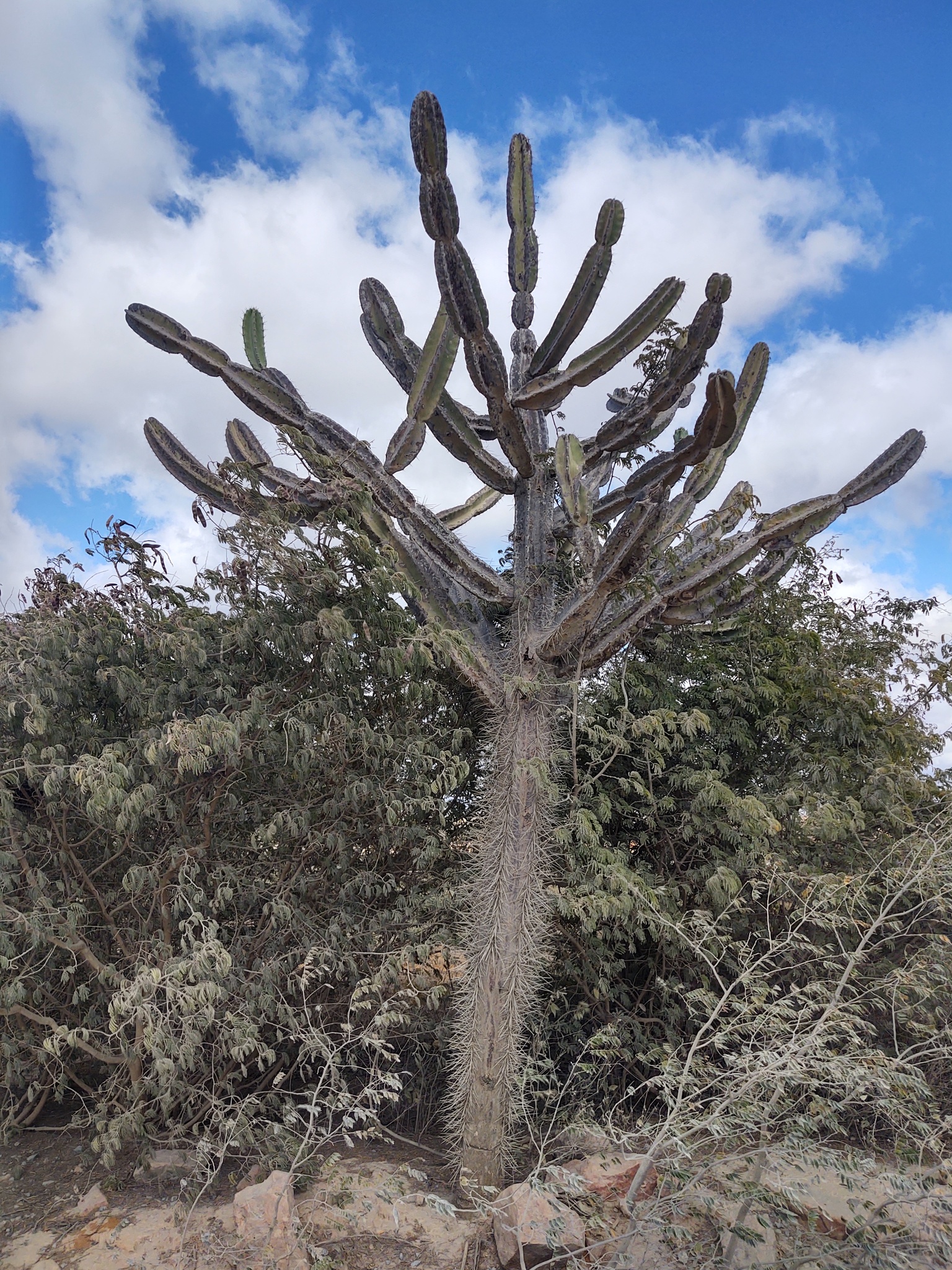 Cereus jamacaru