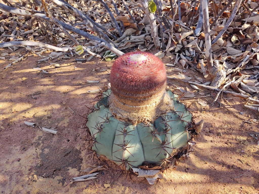Turk's Cap Cactuses (Genus Melocactus)  iNaturalist