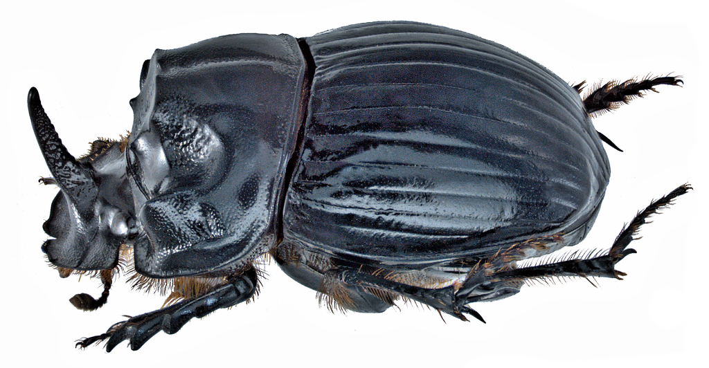 Horned Dung Beetle