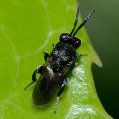 Haltichellinae