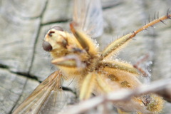 Entomophthora muscae