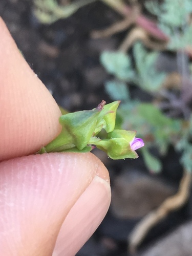 Brewer's redmaids (Calandrinia breweri)