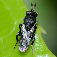 Haltichellinae