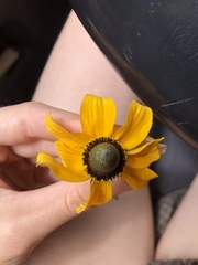 Rudbeckia amplexicaulis