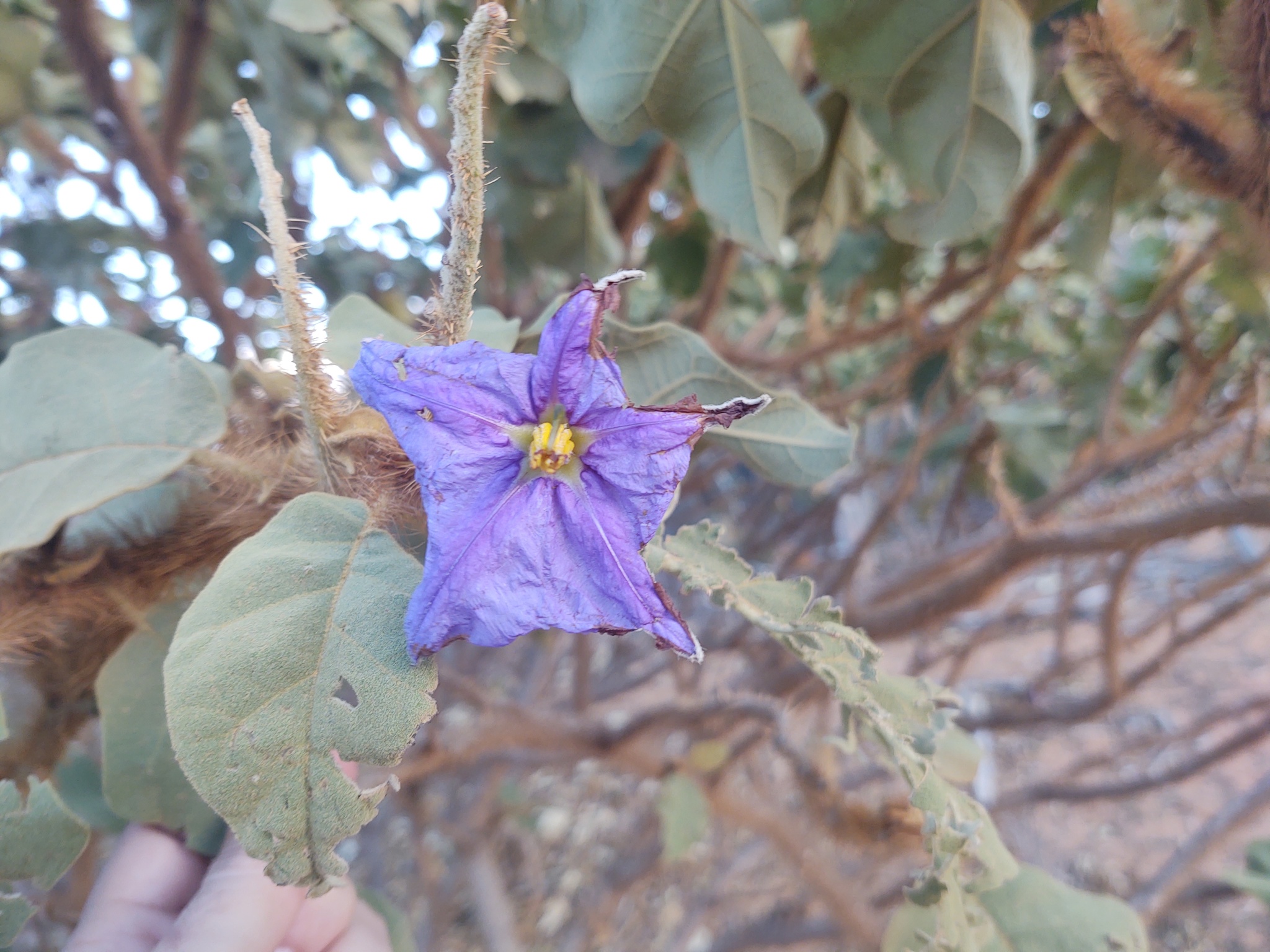 Solanum crinitum