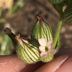 Silene multinervia