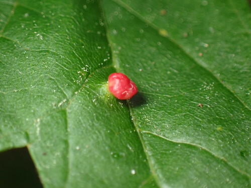Maple Bladdergall Mite photo 6