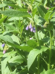 Symphytum officinale