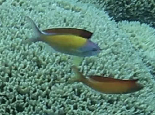 Redfin Anthias (Nemanthias dispar)