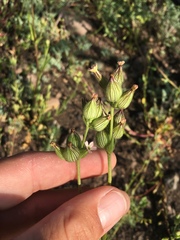 Silene multinervia