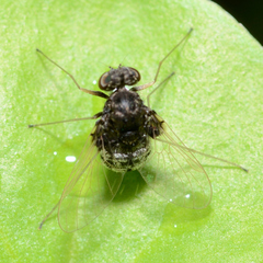 Chrysopilus basilaris