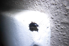 Loboptera decipiens