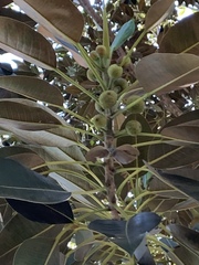 Ficus macrophylla