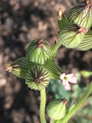 Silene multinervia