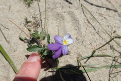 Viola tricolor curtisii