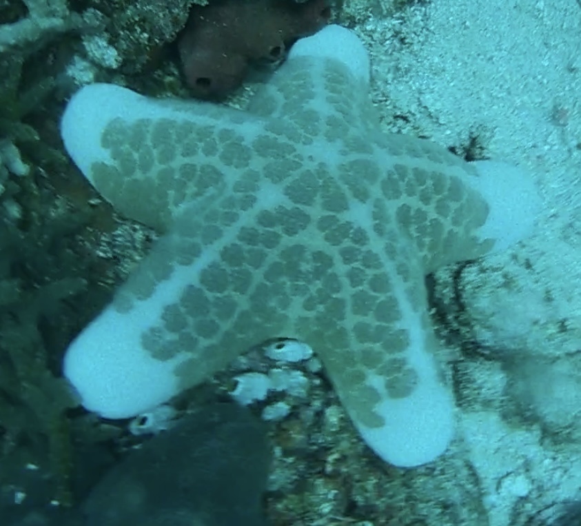 Grainy Cushion Star