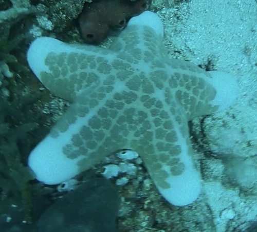 Granulated Sea Star (Choriaster granulatus)