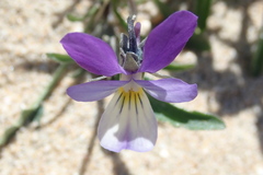 Viola tricolor curtisii