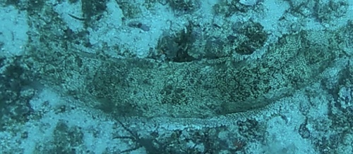 Amberfish Sea Cucumber (Thelenota anax)