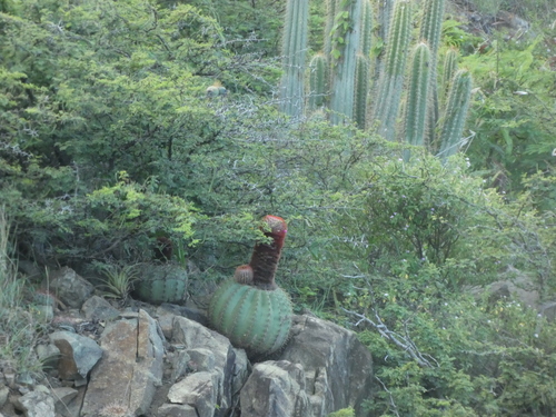 Melocactus intortus