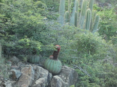 Melocactus intortus