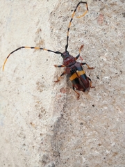 Trachyderes elegans