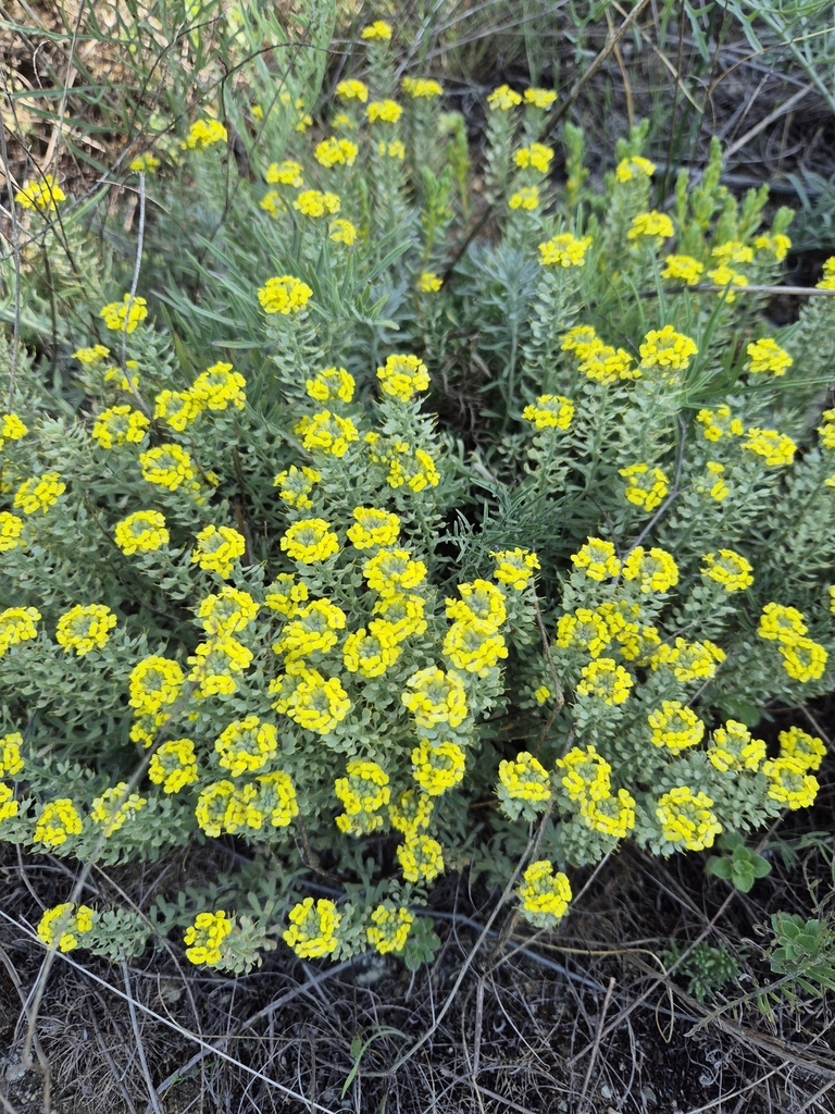 Alyssum pulvinare