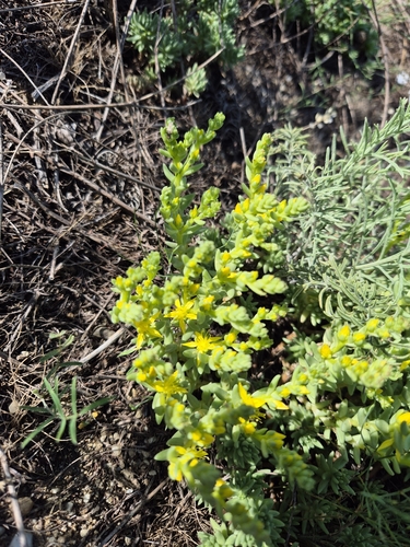 Sedum urvillei 3