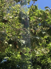 Platanus occidentalis